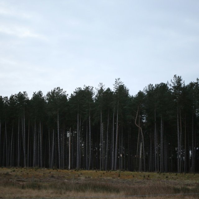 Titelbild für Test with Looooooooooooooooong naaaaaaaame. 🌳🌲.