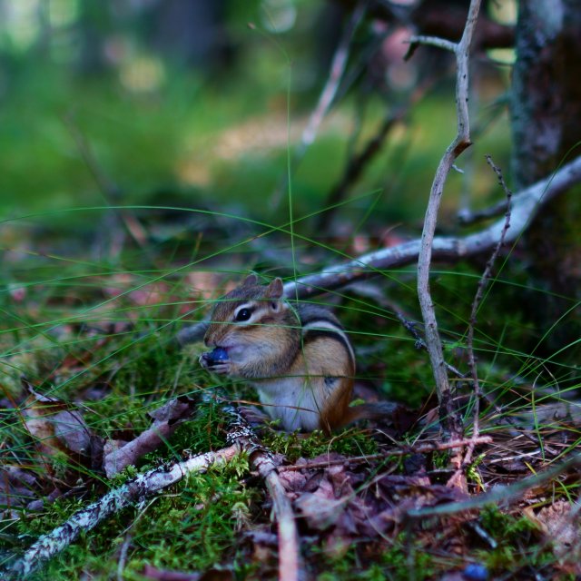 Titelbild für For Little Guys. test.