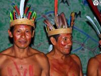 Bild für Rettung des Amazonas