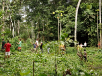 Bild für Projekt Amazonian Ancestral Food Forests