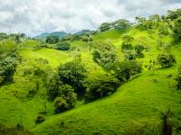 Bild für TreesForSeas: Parque Ceiba