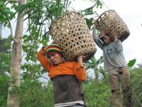 Bild für Mindanao Agroforestry Ventures