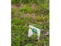 Bild für Spende an Plant-for-the-Planet Spanien